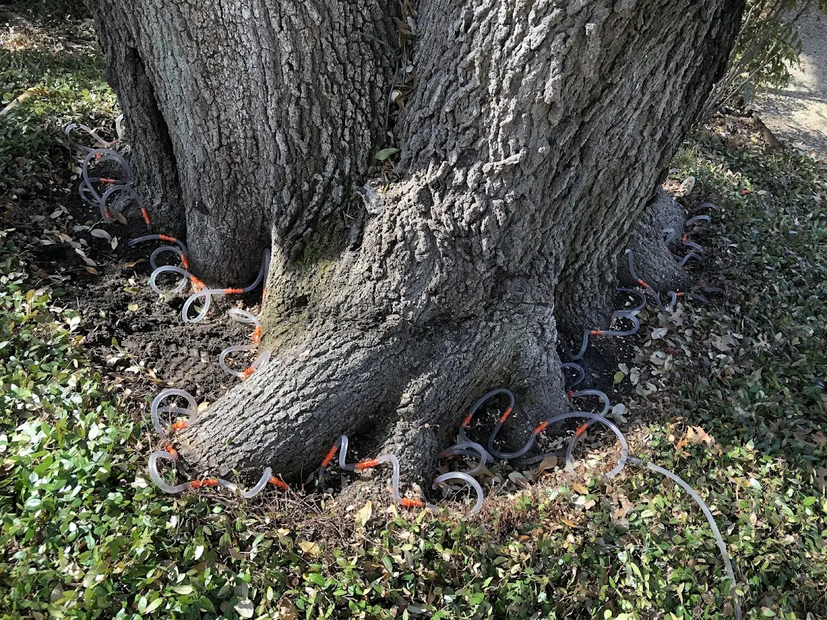 Detailed Tree Cabling and Bracing job site in Polvadera