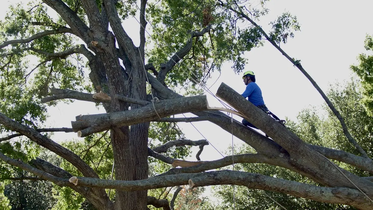 Professional Crown Thinning performed by certified arborists in Polvadera